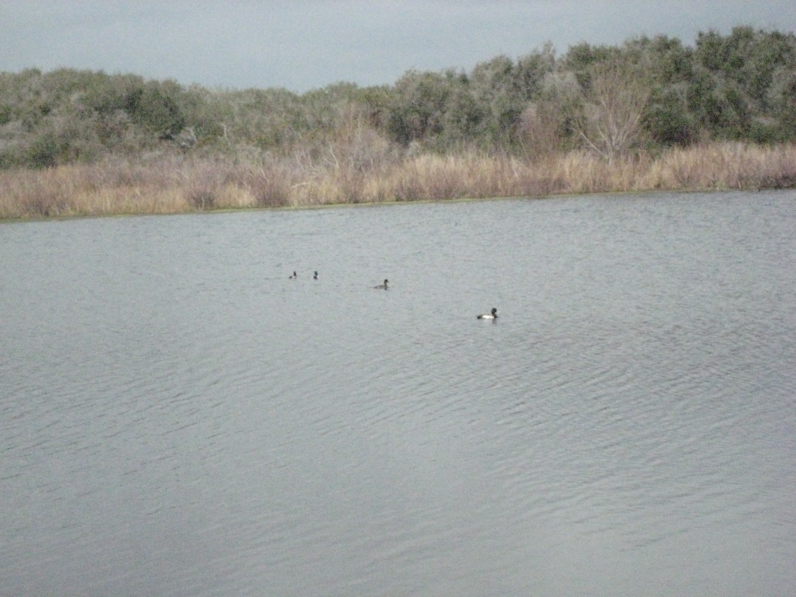 Birds!